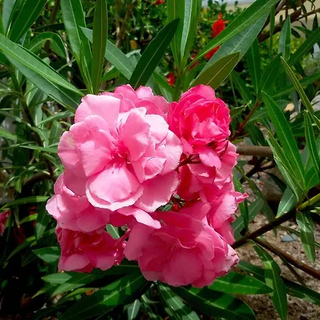 Gay Paso Chico - Gay Men Only Appartement Playa del Inglés