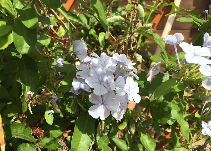 Gay Paso Chico - Gay Men Only