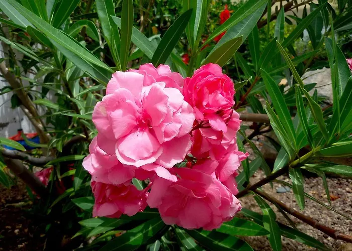 Gay Paso Chico - Gay Men Only Appartement Playa del Inglés